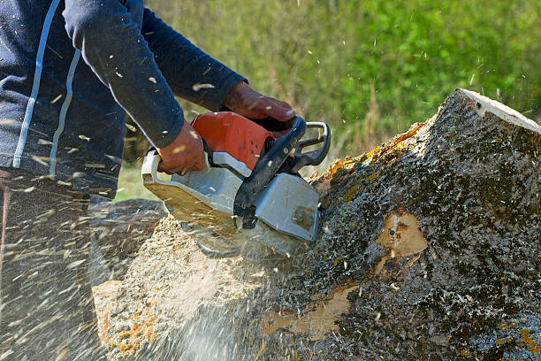 Best Tree Disease Treatment  in Lompoc, CA